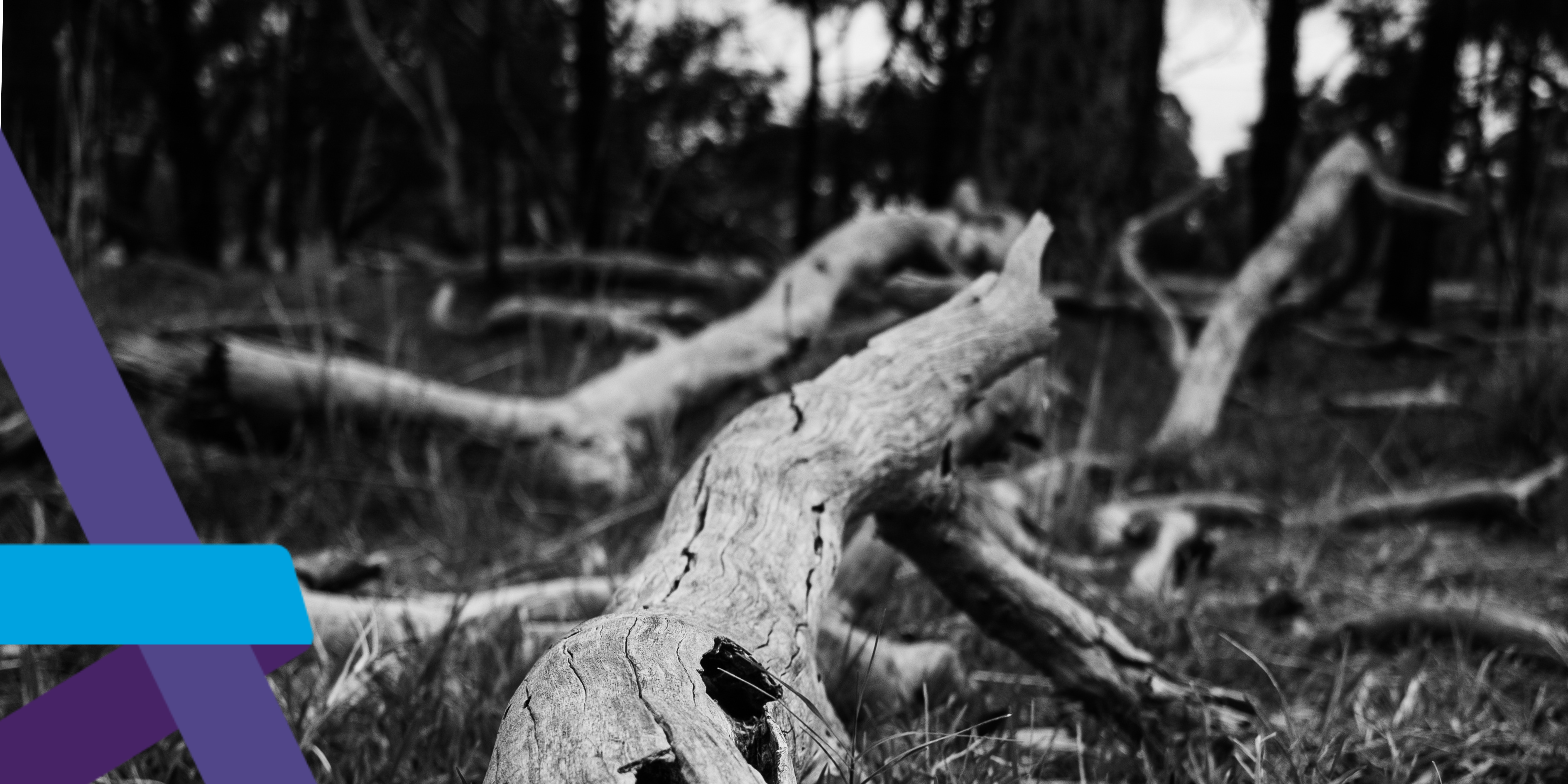 Tree Management and Health & Safety blog header Image of fallen tree, estate management involves monitoring damaged and dying trees to avoid them falling and damaging people and/or property