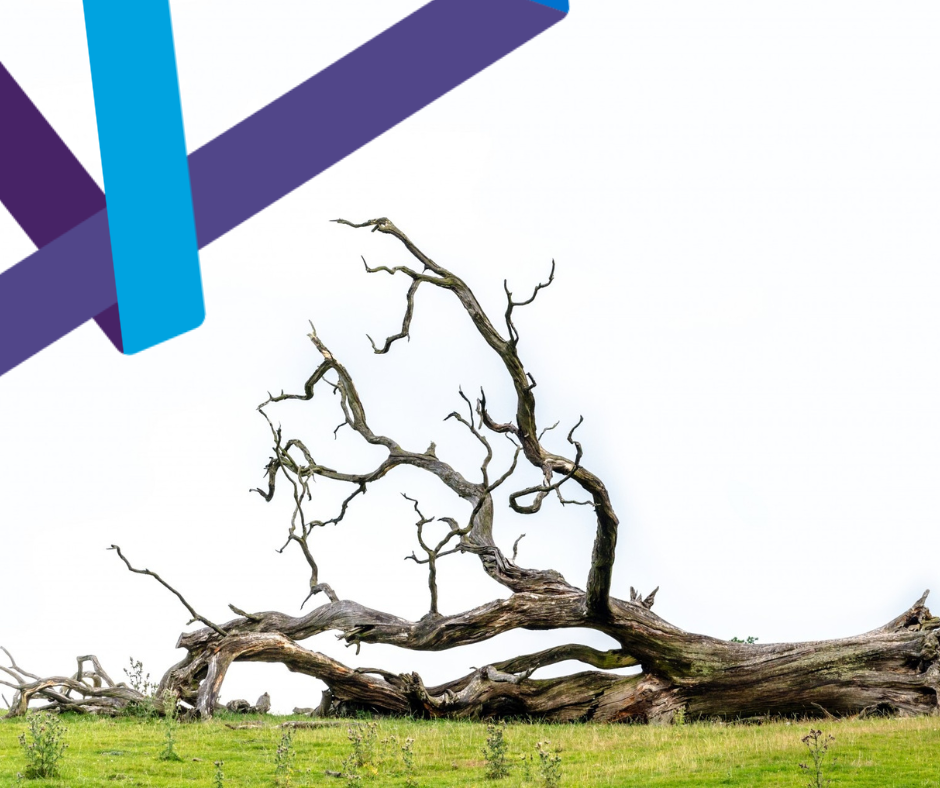 Tree Management BH